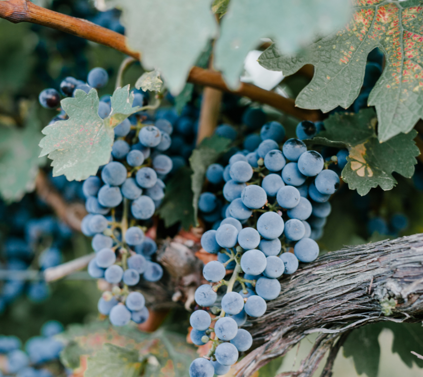 Winery Vineyard Grapes - Arizona Winery Tours