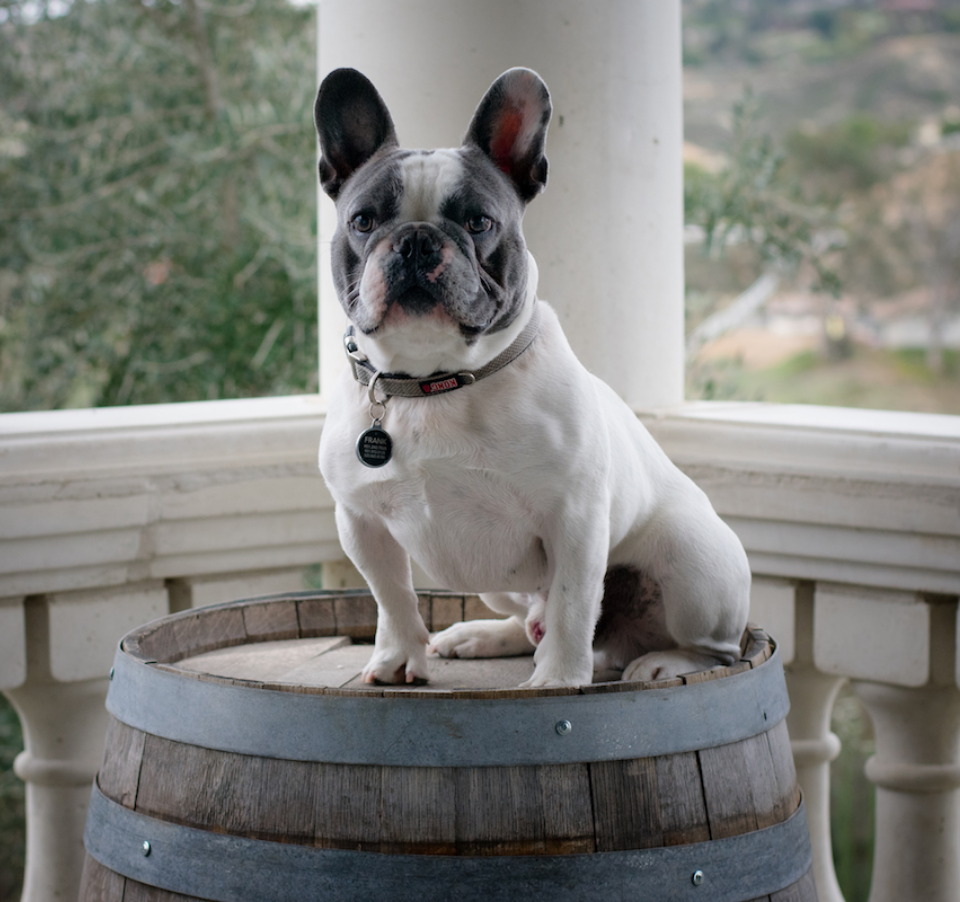French Bulldog on Wine Barrel Dog Friendly Wine Tours - Arizona Winery Transportation